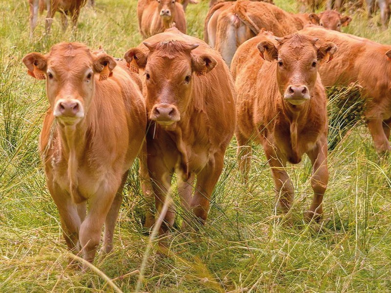 The Domaine de Vieillecour welcomes limousine breed cows